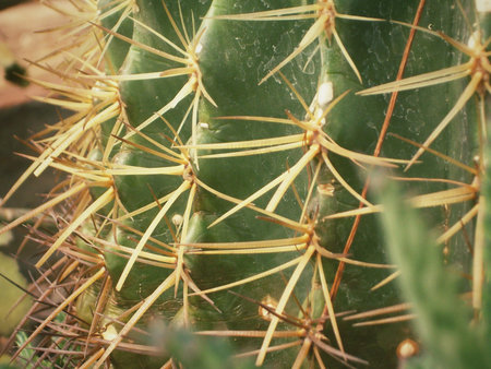 Close up of cactus