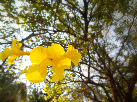 Yellow flower on the tree