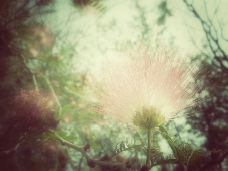 Red flower on the treeの写真素材