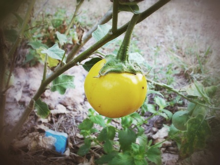 eggplant on the treeの写真素材