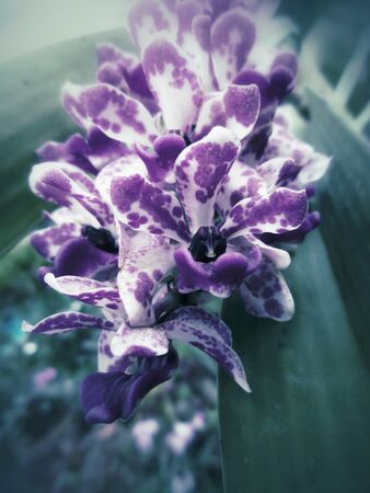 Close up of pink orchid flowers - vintage styleの写真素材