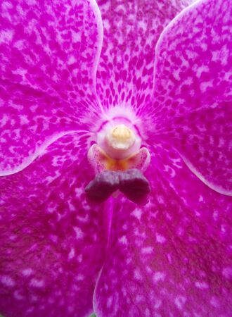 Close up of a pink vanda orchidsの写真素材