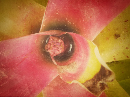 Close up of pineapple flowers.の写真素材
