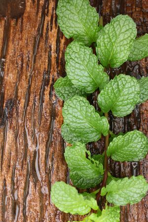 Pepper mint leaves on old wood backgroundの写真素材