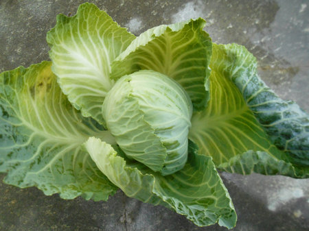 Green cabbage