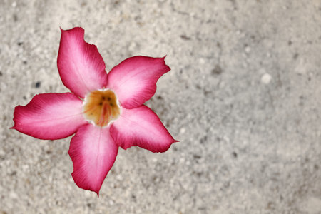 Impala lily adenium - pink flowers