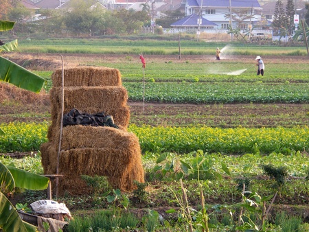 Farmers working in vegetable garden - watering in gardenの写真素材