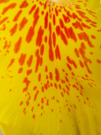 Close up of canna lily  yellow
