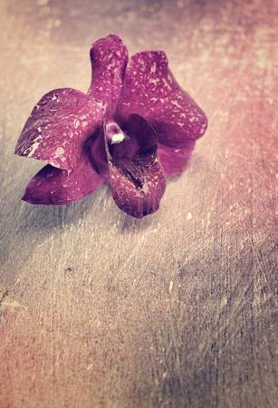 Purple orchid blackground textureの写真素材