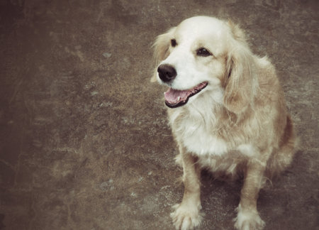 Portrait of a cocker spaniel dogの写真素材
