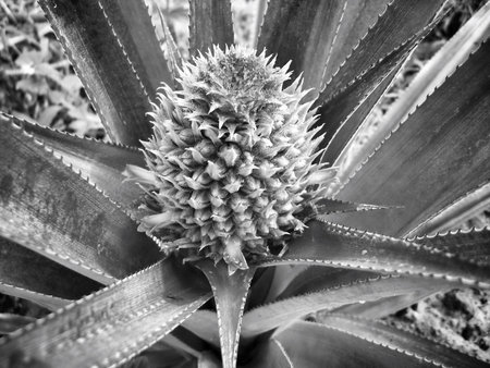 Close up of pineapple treeの写真素材
