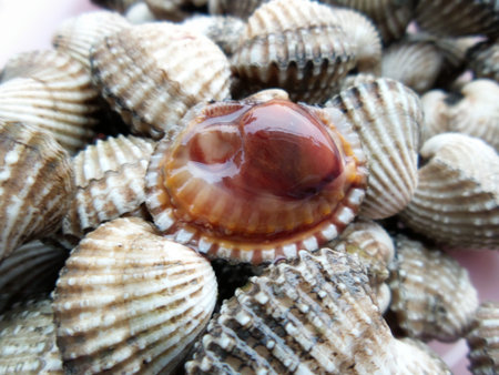 Close up of fresh cockle
