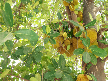 Close up of jack fruit