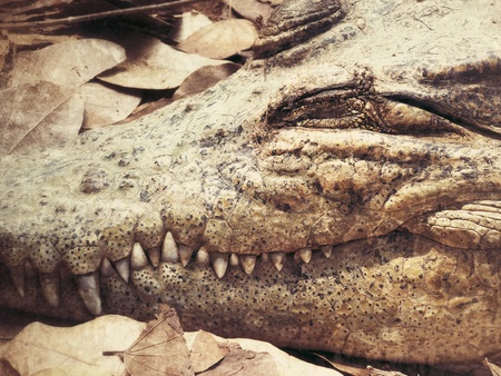 Crocodile closeupの写真素材