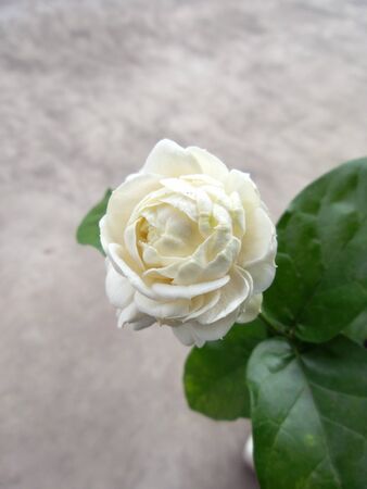 Close up of jasmine flowerの写真素材