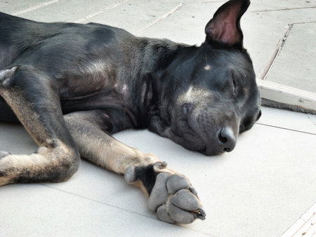 Close up of sleeping dog - vintage style