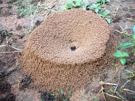 Ants nestの写真素材