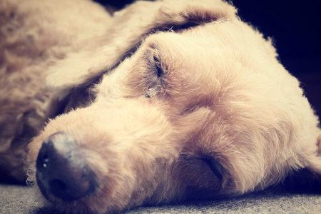 Close up of sleeping dog