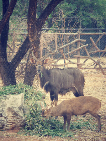 deer in the farmの写真素材