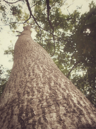 vintage spring tree 