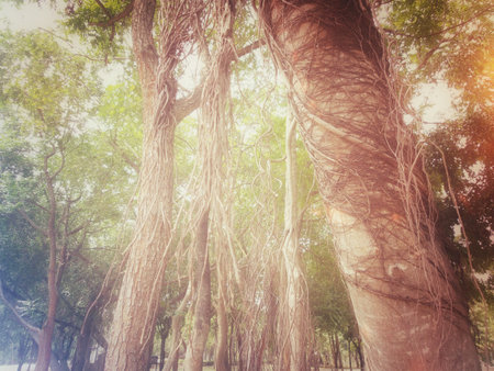 vintage spring tree 