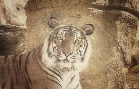 Close up of bengal tigerの写真素材