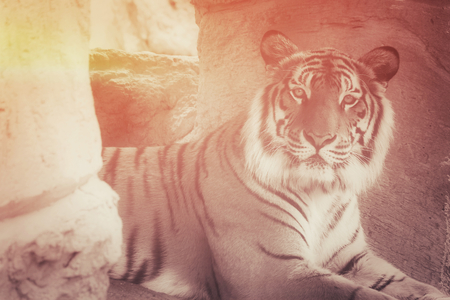 Close up of bengal tigerの写真素材