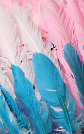  Pink and blue ostrich feathers の写真素材