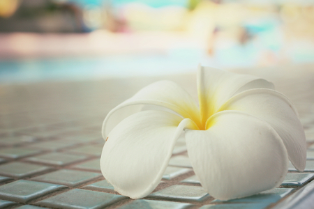 White frangipani flowerの写真素材