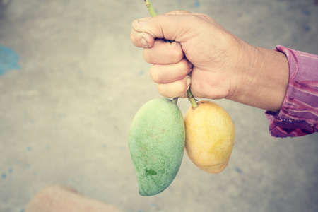 Yellow and green mangoの写真素材