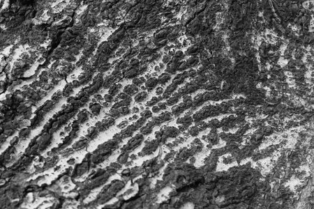 Old wood background