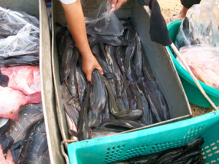 Fresh fish at asia market