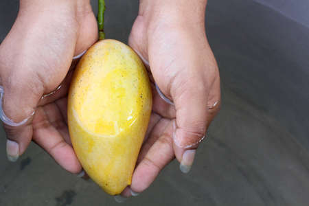 Yellow mangoの写真素材