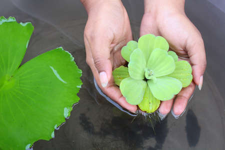 Close up of fern on the pondの写真素材