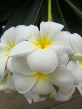 White frangipani flower on treeの写真素材