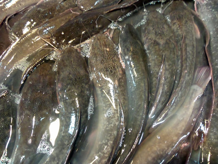 Fresh fish at asia market