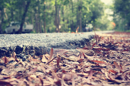 Beauty of autumn forest in natureの写真素材