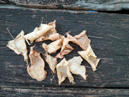 Old leavesの写真素材