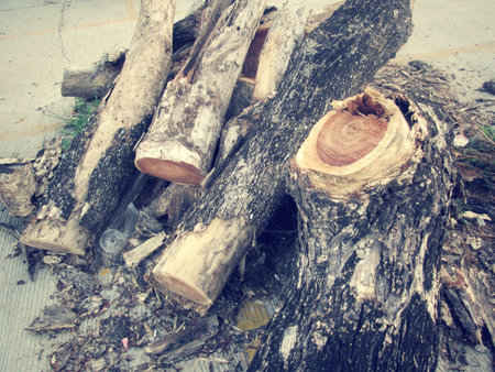 Cut tree logging.の写真素材