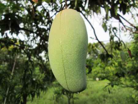 Green mangoの写真素材