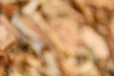 blurred autumn backgroundの写真素材