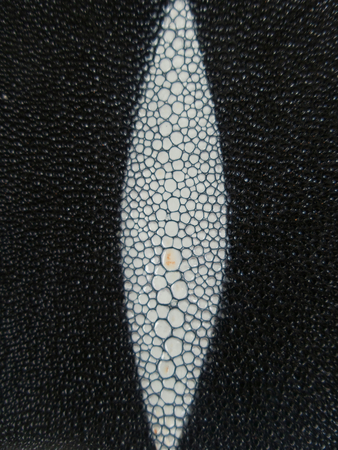 Stingray backgroundの写真素材