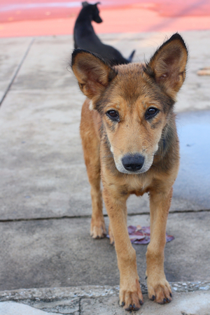 dog lookingの写真素材