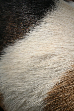 goat fur background texture