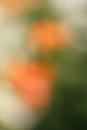 blurred flower background - natural bokehの写真素材