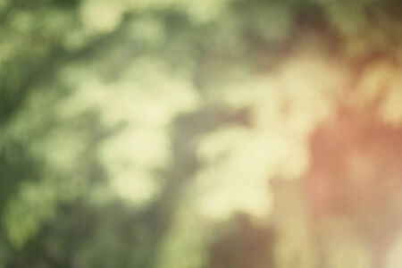 blurred forest background - natural bokehの写真素材