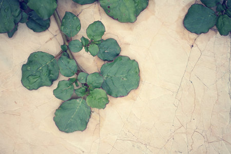 Leaves on marbleの写真素材