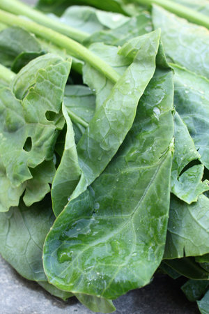 Chinese kale 