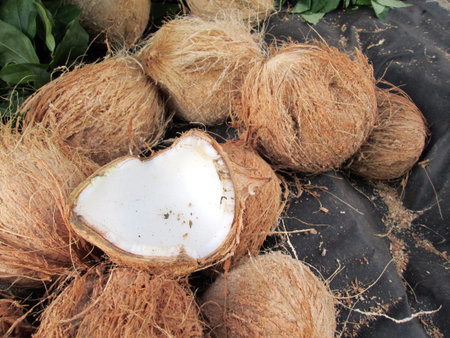 White coconut and brown spathe.