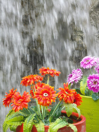 orange flowerの写真素材